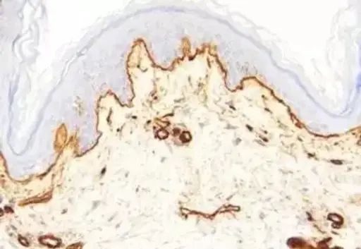 [A8174-S] Cathepsin G Inhibitor I - Evaluation Sample